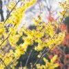 Arnold Promise Witchhazel #7 - Image 2